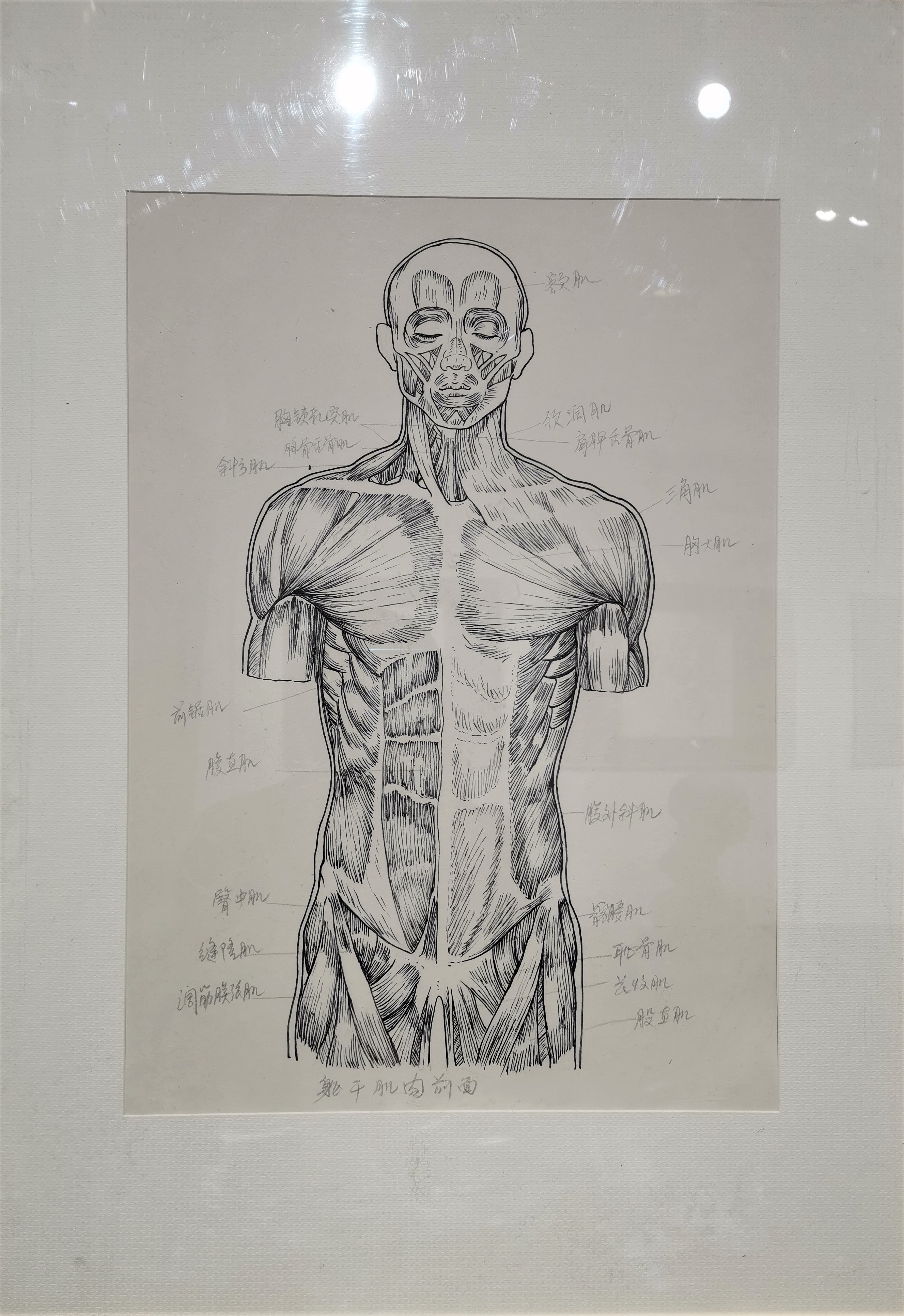 鲁迅美术学院陆国斌教授艺用人体解剖基础教学展在长春开幕